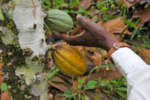 individual care DRC cocoa